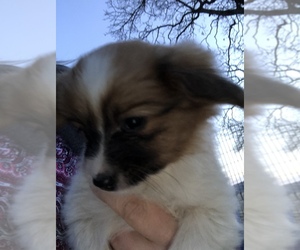 Papillon Puppy for sale in WISC DELLS, WI, USA