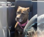 Small #6 American Staffordshire Terrier