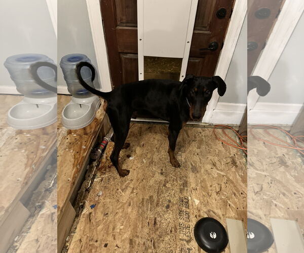 Medium Photo #7 Doberman Pinscher Puppy For Sale in Minneaoplis, MN, USA