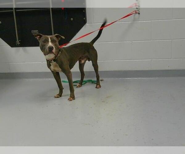 Medium Photo #1 American Pit Bull Terrier Puppy For Sale in St. Cloud, FL, USA