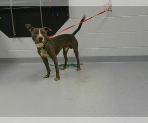 American Pit Bull Terrier Dogs for adoption in St. Cloud, FL, USA