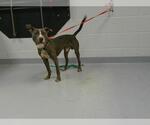 Small American Pit Bull Terrier