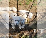 Small Photo #7 Great Pyrenees Puppy For Sale in SCOTTSVILLE, KY, USA