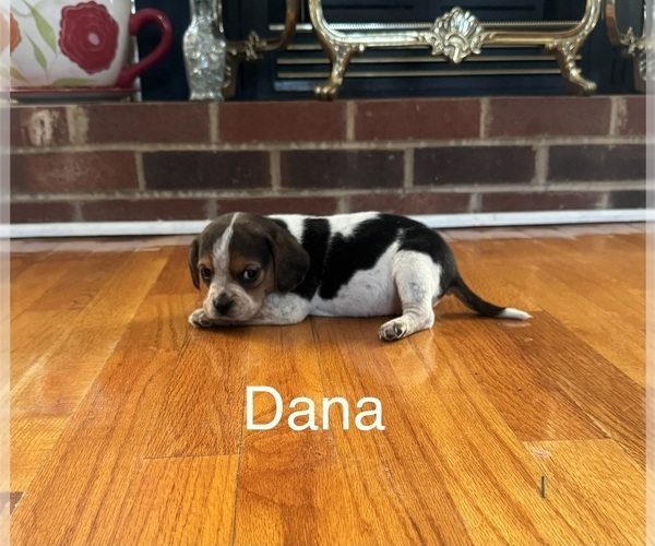 Medium Photo #3 Beagle Puppy For Sale in WOODBRIDGE, VA, USA