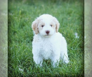Goldendoodle Puppy for sale in NORTH OGDEN, UT, USA