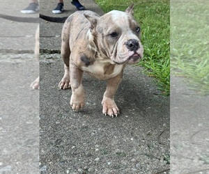 American Bully Puppy for sale in CANTON, OH, USA