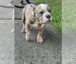 Small American Bully