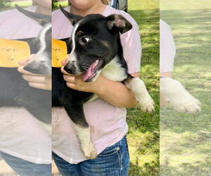 Border Collie-Unknown Mix Dogs for adoption in Minneapolis, MN, USA