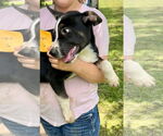 Small Border Collie Mix