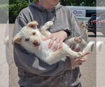 Small #3 Great Pyrenees Mix