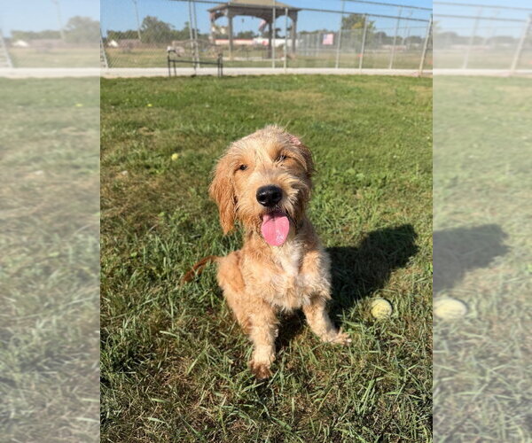 Medium Photo #4 Mutt Puppy For Sale in Pierceton , IN, USA