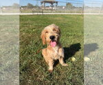 Small #3 Mutt