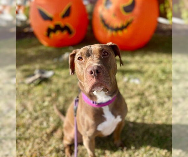 Medium Photo #5 American Pit Bull Terrier Puppy For Sale in Aurora, CO, USA