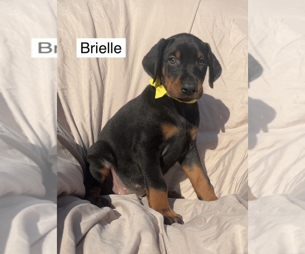 Medium Photo #5 Doberman Pinscher Puppy For Sale in POMEROY, OH, USA