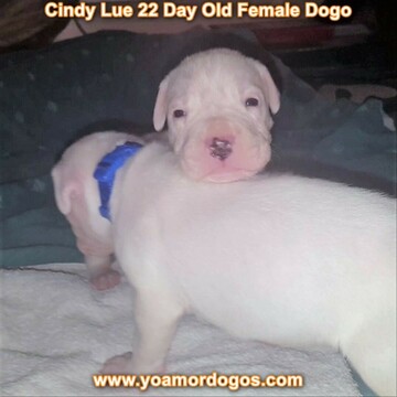 Medium Photo #17 Dogo Argentino Puppy For Sale in PINEVILLE, MO, USA