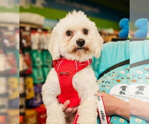 Coton de Tulear Dogs for adoption in St. Louis Park, MN, USA