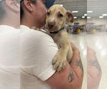 Small #4 American Pit Bull Terrier-American Staffordshire Terrier Mix