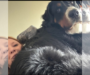Father of the Bernese Mountain Dog puppies born on 04/17/2025
