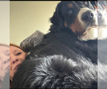 Small Photo #1 Bernese Mountain Dog Puppy For Sale in FENWICK, MI, USA