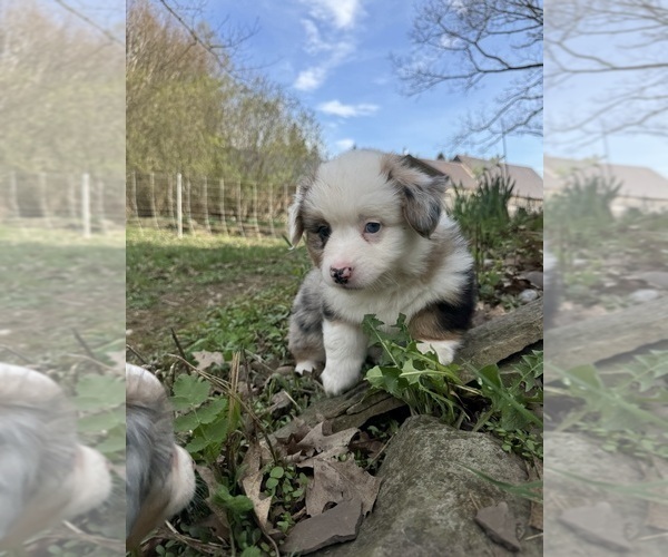 Medium Photo #8 Aussie-Corgi Puppy For Sale in ESPERANCE, NY, USA
