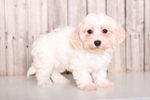 Small Photo #1 Biton Puppy For Sale in MOUNT VERNON, OH, USA