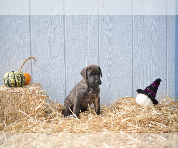 Medium Photo #6 Irish Dane Puppy For Sale in CALDWELL, ID, USA