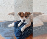Puppy 6 Australian Cattle Dog-Rat Terrier Mix