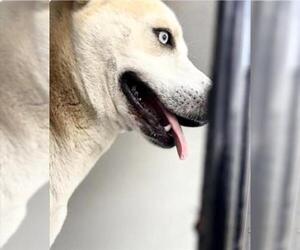 Siberian Husky-Unknown Mix Dogs for adoption in Houston, TX, USA