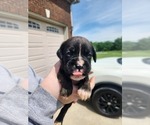 Small #6 Boxer