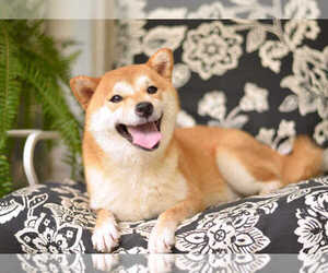 Mother of the Shiba Inu puppies born on 08/24/2023