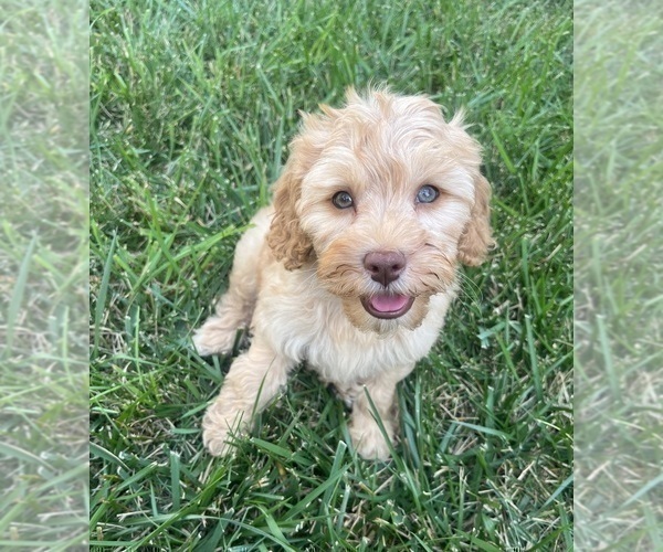 Medium Photo #7 Cavapoo Puppy For Sale in GREENWOOD, IN, USA