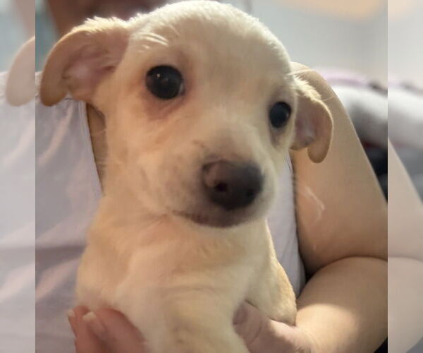 Medium Photo #1 Chi-Poo (Miniature) Puppy For Sale in Vail, AZ, USA