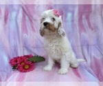 Small #1 Cavapoo (Miniature)