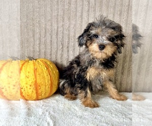 Bernedoodle (Miniature) (+ Poodle Miniature) Puppy for sale in INDIANAPOLIS, IN, USA