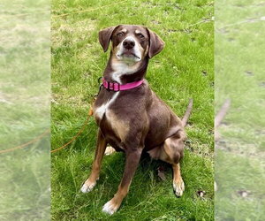 Beagle-Unknown Mix Dogs for adoption in Woodbury, NY, USA