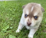 Small #5 Pomsky