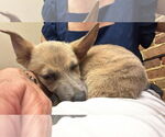 Small #2 Chihuahua-Greyhound Mix