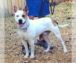 American Staffordshire Terrier-Unknown Mix Dogs for adoption in HOUSTON, TX, USA