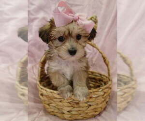 Yorkipoo Puppy for sale in SALEM, MA, USA