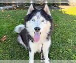 Small #1 Siberian Husky