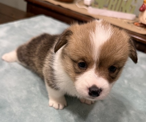 Medium Photo #5 American Corgi Puppy For Sale in PRYOR, OK, USA