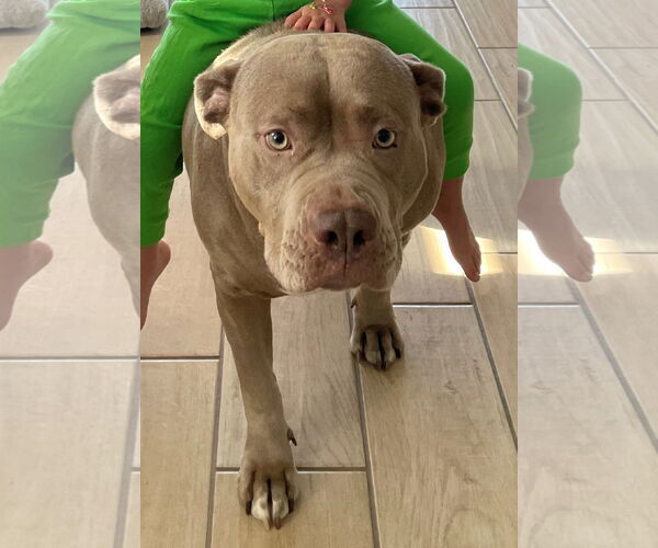 Medium Photo #1 American Pit Bull Terrier-American Staffordshire Terrier Mix Puppy For Sale in Queen Creek, AZ, USA