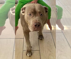 American Pit Bull Terrier-American Staffordshire Terrier Mix Dogs for adoption in Queen Creek, AZ, USA