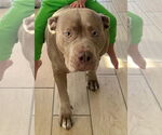 Small American Pit Bull Terrier-American Staffordshire Terrier Mix