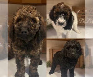Labradoodle Puppy for sale in MINDEN, NE, USA