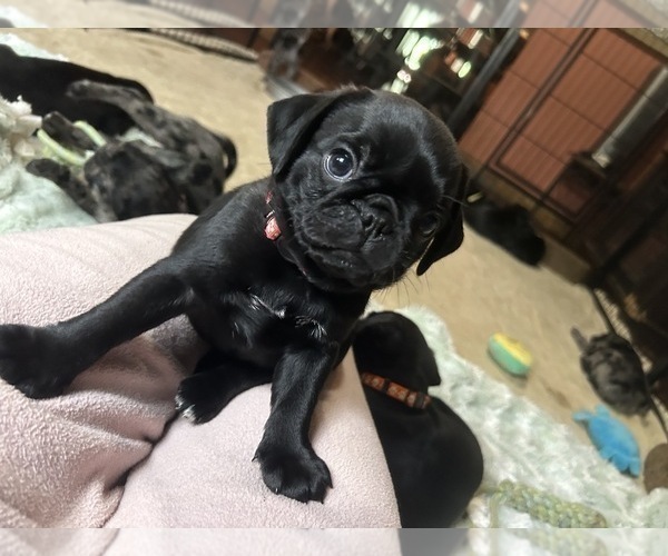 Medium Photo #66 Frenchie Pug Puppy For Sale in BLOOMINGTON, IL, USA