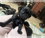 Small Photo #66 Frenchie Pug Puppy For Sale in BLOOMINGTON, IL, USA
