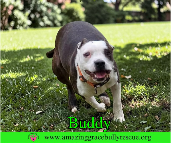 Medium Photo #10 American Pit Bull Terrier-Unknown Mix Puppy For Sale in Milton, FL, USA