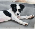 Small #3 Poodle (Miniature) Mix