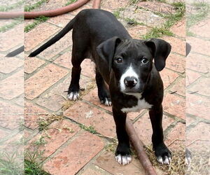 Bulldog-Unknown Mix Dogs for adoption in Wetumpka, AL, USA